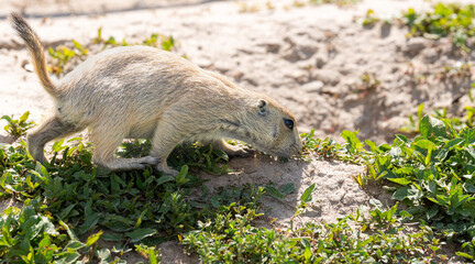 Badlands South Dakota Prairie Dog sniffing near a burrow close up