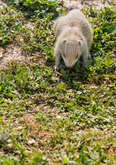 Badlands South Dakota Prairie Dog running across the grass looking for food