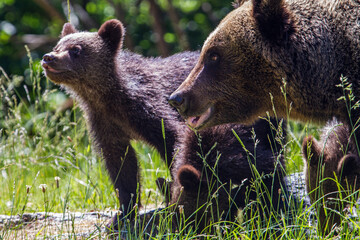 Wild bears on a road in Romania