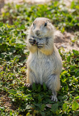 Badlands South Dakota Prairie Dog standing tall with grass in hand with a curious look 