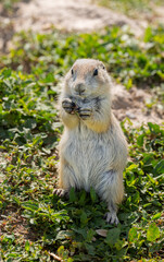 Badlands South Dakota Prairie Dog standing tall with grass in hand looking cute at camera funny close up