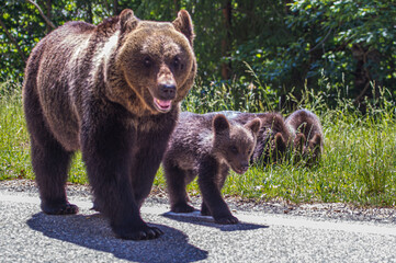 Wild bear in Romania