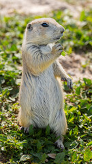 Badlands South Dakota Prairie Dog