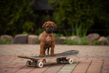 Funny rhodesian ridgeback puppy on a skateboard
