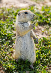 Badlands South Dakota Prairie Dog standing tall with grass in hand looking stoic