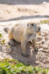 Badlands South Dakota Prairie Dog adorable close up with a peanut shell in mouth