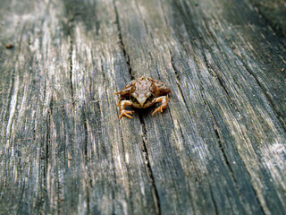 A little frog on the wooden floor. Wood texture. Brown.
