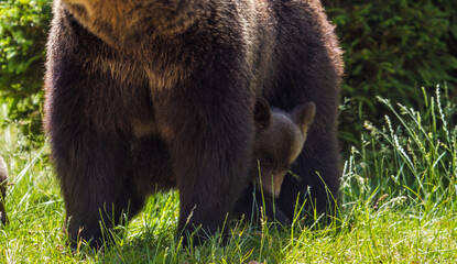Wild bears on a road in Romania
