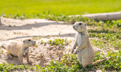 Badlands South Dakota Prairie Dogs alert and funny with food in hand and mouth close up