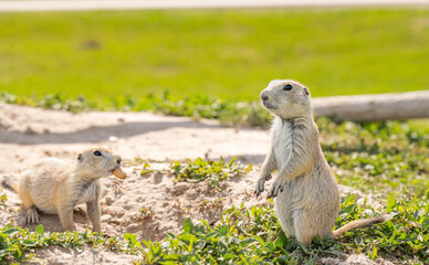 Badlands South Dakota Prairie Dogs looking funny and alert with food in mouth