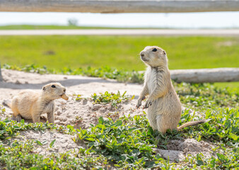 Badlands South Dakota Prairie Dogs one with food in mouth and another standing alert