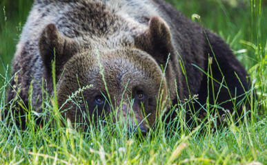 Wild bears on a road in Romania