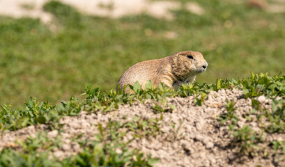 Badlands South Dakota Prairie Dog looking alert outside of burrow
