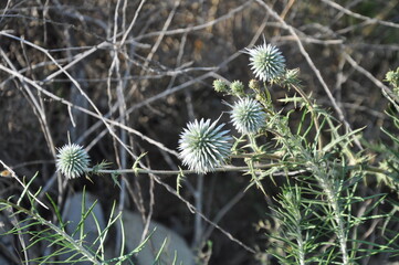 The beautiful Onopordum acanthium flower in garden