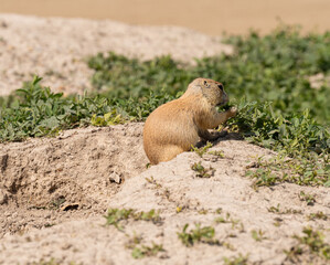 Badlands South Dakota Prairie Dog on top of a burrow eating grass