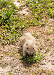 Badlands South Dakota Prairie Dog running along the grass