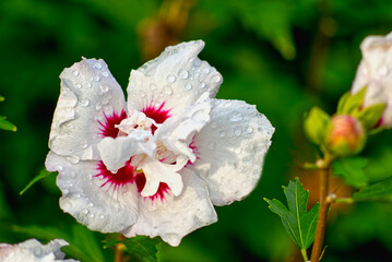 Weiße Hibiskusblüte mit Regentropfen in Nahaufnahme - Großaufnahme Garteneibisch "Red Heart" nach Regen © Gabriele Altpeter