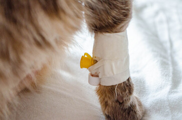 Sick cat with Saline intravenous in the animal hospital.
