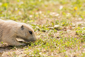 Badlands South Dakota Prairie Dog close up sniffing the ground 