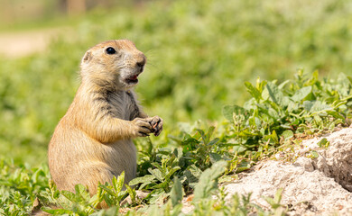 Badlands South Dakota Prairie Dog shocked expression with food in hand