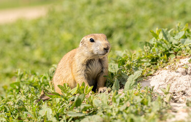 Badlands South Dakota Prairie Dog alert looking off camera in the grass