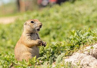 Badlands South Dakota Prairie Dog looking shocked off camera funny with grass in hand