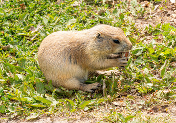 South Dakota Badlands Prairie Dog close up sitting down eating food