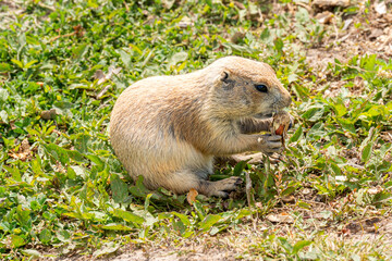 South Dakota Badlands Prairie Dog close up eating food sitting down