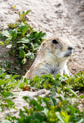 South Dakota Badlands Prairie Dog close up hidden by burrow opening surveying the land