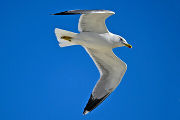 Obraz premium Yellow-legged gull // Mittelmeermöwe (Larus michahellis) - Greece