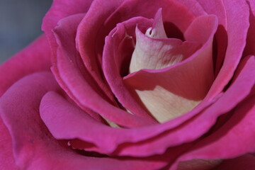 Rosa macro