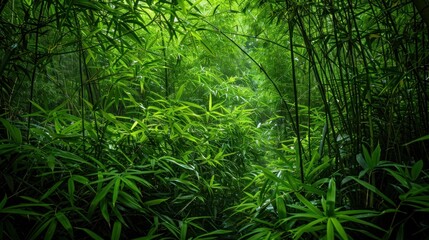 Obraz premium Lush Green Bamboo Forest