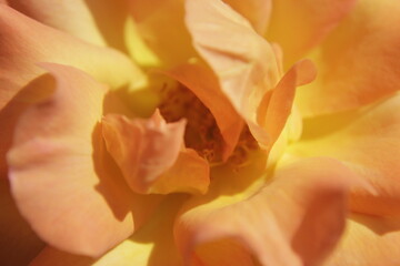 Rosa macro