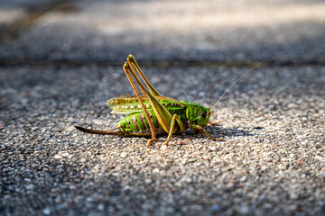 A large grasshopper sits on a stone close-up. A grasshopper sits on a gray stone. 