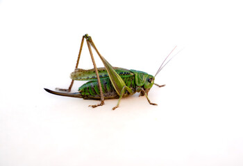 Cricket, Eupholidoptera chabrieri isolated on white. A close up of the grasshopper. Isolated on white.
