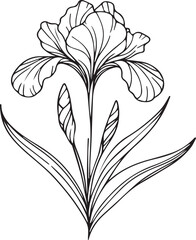 Delicate Iris tattoo. Iris vector illustration, beautiful Iris flower bouquet, hand-drawn coloring pages and book of artistic, blossom Iris, engraved ink art,  flower tattoo designs vintage Iris drawi