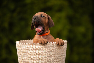 Yawning rhodesian ridgeback puppy