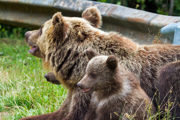 Obraz premium Bears on the Transfagarasan Highway in Romania