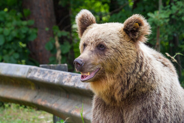 Fototapeta premium Wild bears on a road in Romania