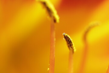 Flor macro