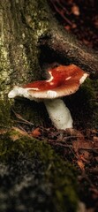 Red mushroom under a tree in the forest against the background of moss