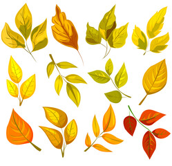 Fototapeta premium Colorful autumn leaves in various shapes. Illustrated style on a white background. Concept of fall season and natures beauty. Vector illustration