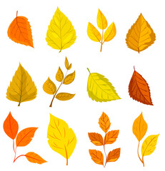 Various colorful autumn leaves in different shapes, illustrated in a vibrant graphic style on a white background, representing fall season. Vector illustration