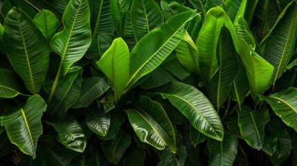 Fototapeta premium Banana leaves background on green color.jpeg