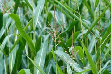Obraz premium Maispflanze mit Staubbeutel und Fahnenspitze