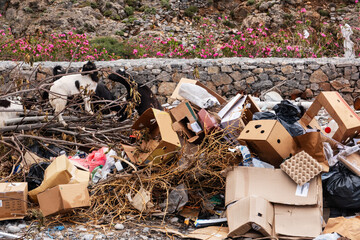 Goats on dumped waste, including plastic bags, cardboard, old furniture and garden waste. In the...