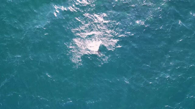 4k aerial footage of Munk's Devil Rays aka Mobula Rays (Mobula munkiana) jumping out of the water in Baja California Sur, Mexico