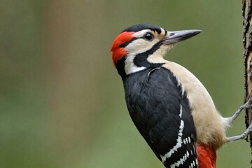 Obraz premium Woodpecker
