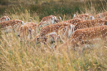 Deers on Wollanton Park, Nottingham 