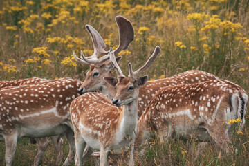 Deers on Wollanton Park, Nottingham 